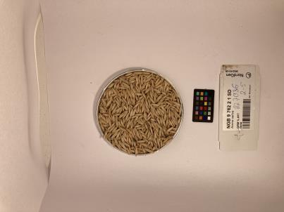 Click for 1 image(s) for this accession. SEED